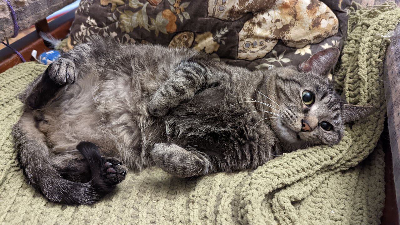 A gray tabby cat lounging with his belly exposed, blissfully unaware that he is a piece of shit