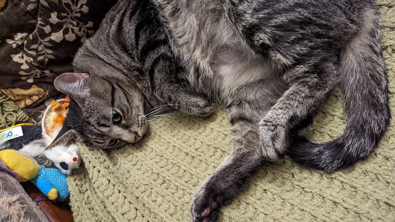 A gray tabby curled up with all his toys, with not a care in the world