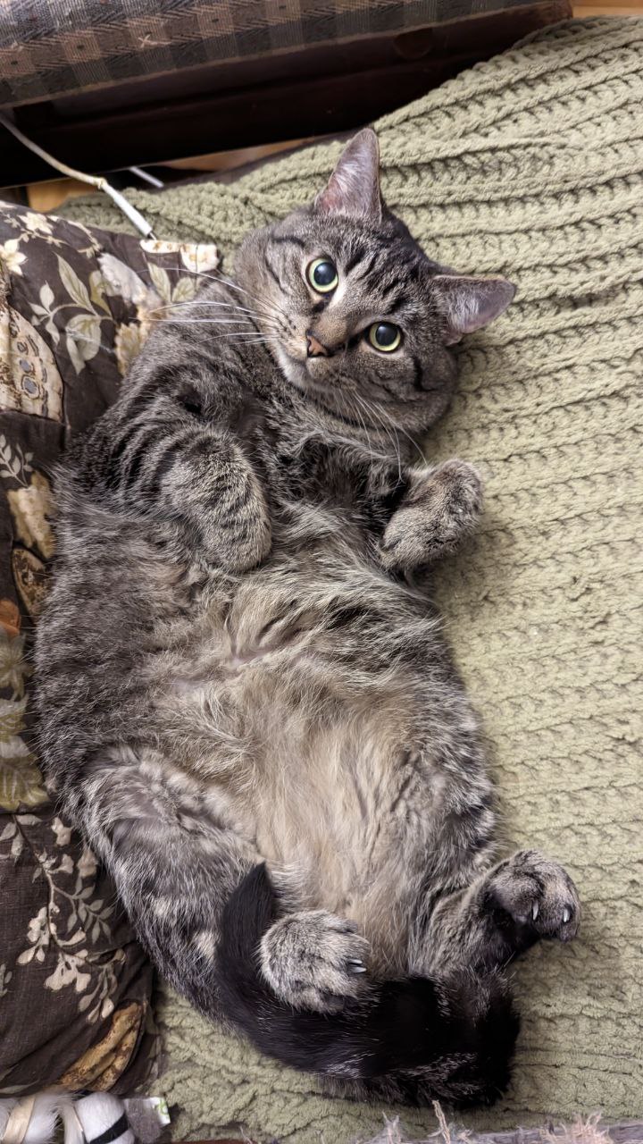 A gray tabby cat on his back, belly up. He is adorable.